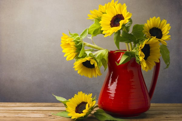 Vor einer grauen Wand steht eine rote Kanne mit Sonnenblumen auf einem Holztisch. Neben der Kanne liegt ebenfalls eine Blüte mit ein paar Blättern des Stiels